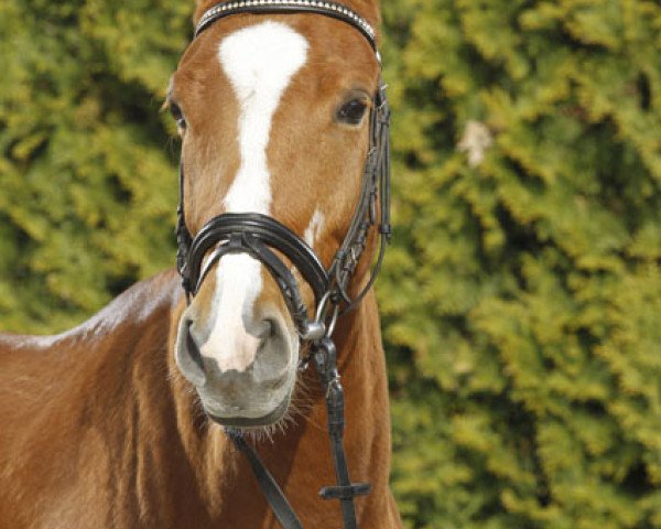 horse Top Shining Lady (German Riding Pony, 2007, from Top Nonstop)