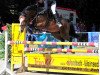 jumper Carlos 514 (Hanoverian, 2004, from Competent)