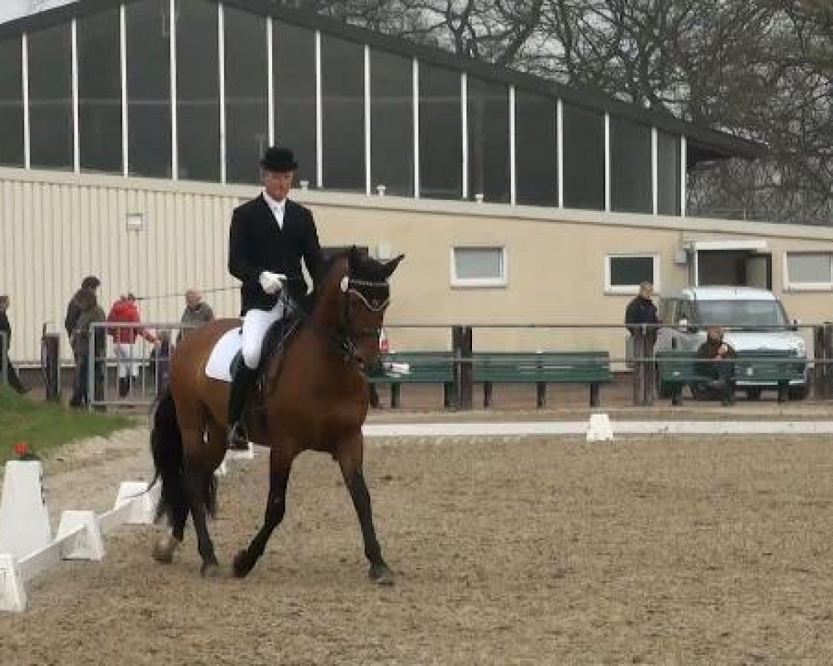 dressage horse Jareno de la Luz (Pura Raza Espanola (PRE), 2002, from Bastonero)