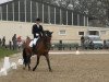 dressage horse Jareno de la Luz (Pura Raza Espanola (PRE), 2002, from Bastonero)