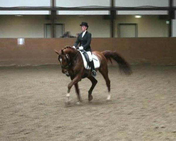 dressage horse Cosmo 25 (Brandenburg, 2001, from Cincinatti)