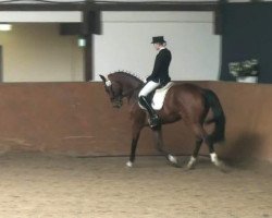 dressage horse Moet Chandon 3 (Hanoverian, 2000, from Metternich)