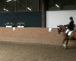 dressage horse Lancaster 145 (Oldenburg, 2001, from Lordanos)