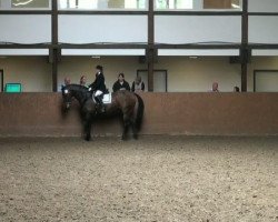 dressage horse Denango (Württemberger, 1995, from Kanudos xx)