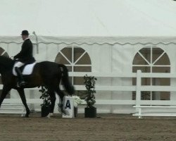 dressage horse Dangerous Mind 3 (Westphalian, 1996, from Diamo)