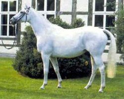 broodmare Karawane II (Trakehner, 1972, from Flaneur)