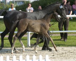 broodmare Kapaloe (Trakehner, 1990, from Heidedorn)