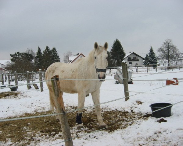 horse Illinois (Oldenburg, 1990, from Ibikus)