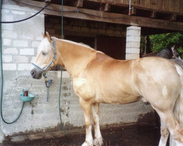 horse Mobby (Haflinger, 1992)