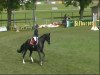 dressage horse San Diego S 2 (Württemberger, 2005, from Sir Oldenburg)