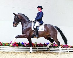 dressage horse Stern von Afrika OLD (Oldenburg, 2008, from San Amour I)