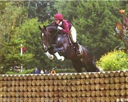 stallion Houston (Trakehner, 1994, from Sir Chamberlain)