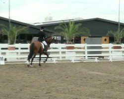 dressage horse Dauerbrenner (Westphalian, 2002, from Democraat)