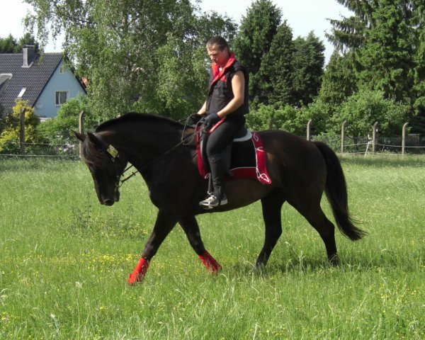 horse Ramiro's Pleasure Fields Z (Oldenburg, 1995, from Ramiro Z)