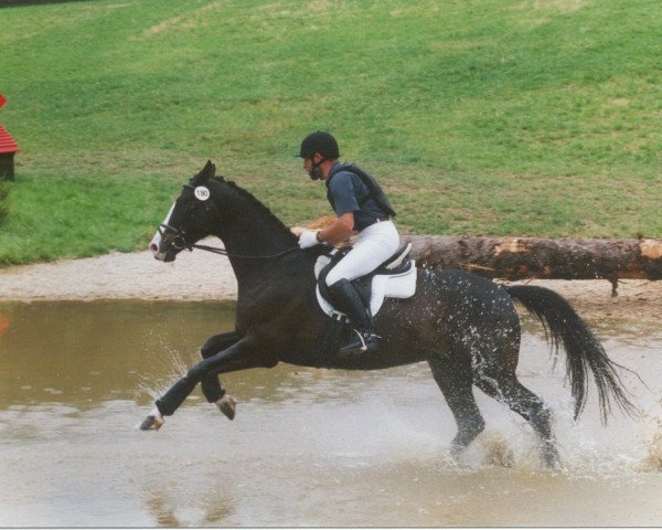 horse Wontorra (Trakehner, 1994, from Saint Cloud)