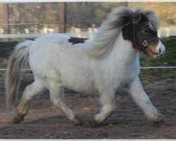 Zuchtstute Chiquita vom Simssee (Dt.Part-bred Shetland Pony, 2010, von Boy)