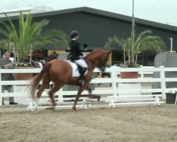 dressage horse Welton 6 (Sachse, 1998, from Werenfels)