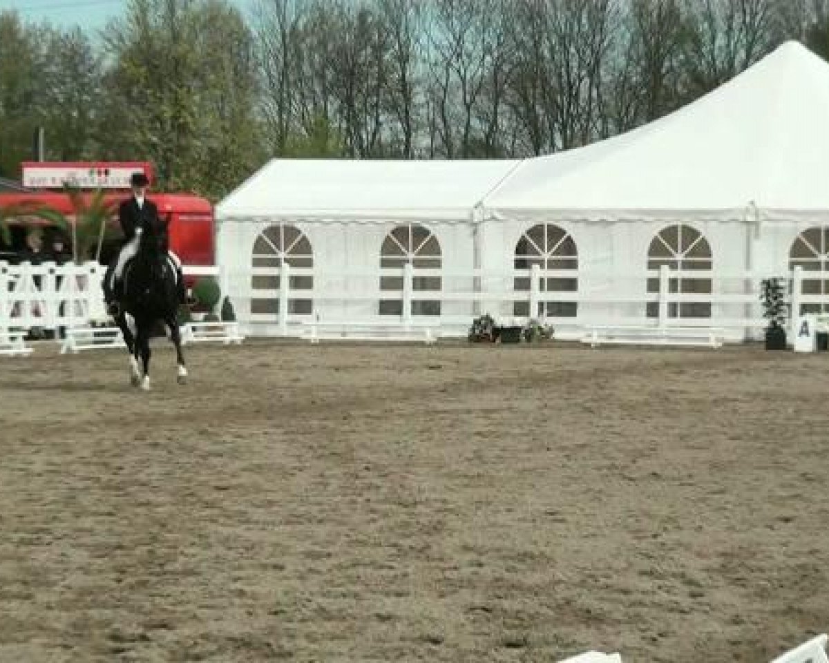 dressage horse Rhadamantis (Bavarian, 2001, from Roy Black)
