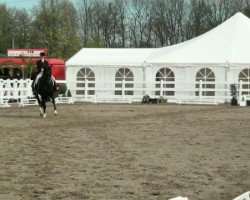 dressage horse Rhadamantis (Bavarian, 2001, from Roy Black)