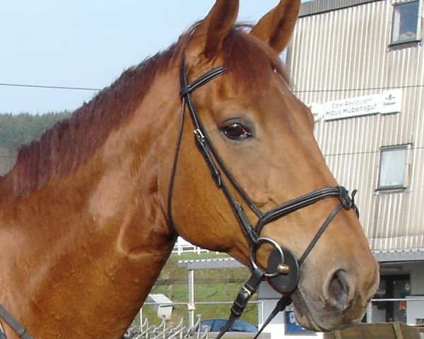 horse Zorro (Hanoverian, 1994, from Zeus)