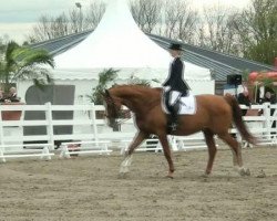 dressage horse Gentleman 179 (Hessian Warmblood, 1997, from Grafenberg)