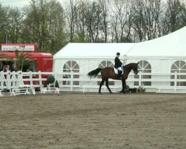 dressage horse Laredo 185 (Westphalian, 2000, from Lamoureux II)