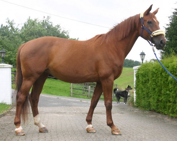 horse PB Perlenzauberin (Zweibrücken, 1994, from Pater Noster)