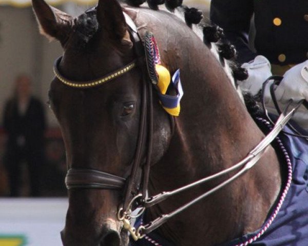 stallion Silvano 71 (KWPN (Royal Dutch Sporthorse), 1999, from Rubinstein I)