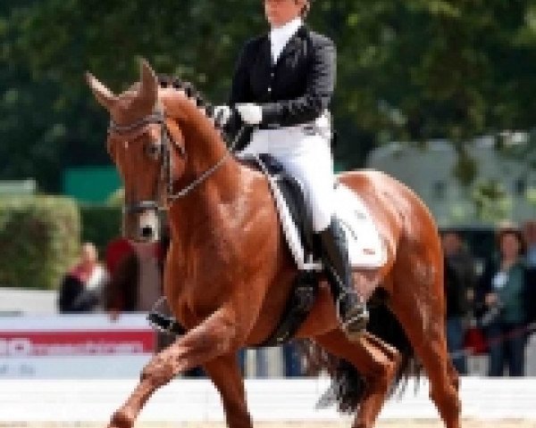 dressage horse Damon Jerome NRW (Rhinelander, 2005, from Damon Hill)