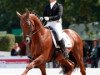 dressage horse Damon Jerome NRW (Rhinelander, 2005, from Damon Hill)