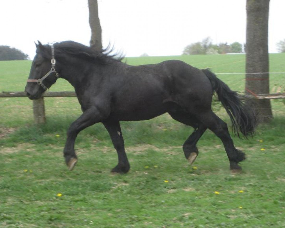 stallion Lassing Vulkan (Noric, 2010, from Ludwig Grenzland)