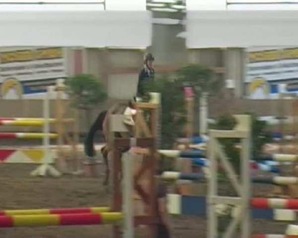 Springpferd Con Fortuna (Holsteiner, 2004, von Con Air 7)