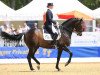 dressage horse Digby (Danish Warmblood, 1997, from Donnerhall)