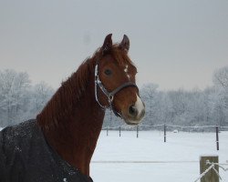 dressage horse Marienbad (Oldenburg, 2004, from Mon Dieu)