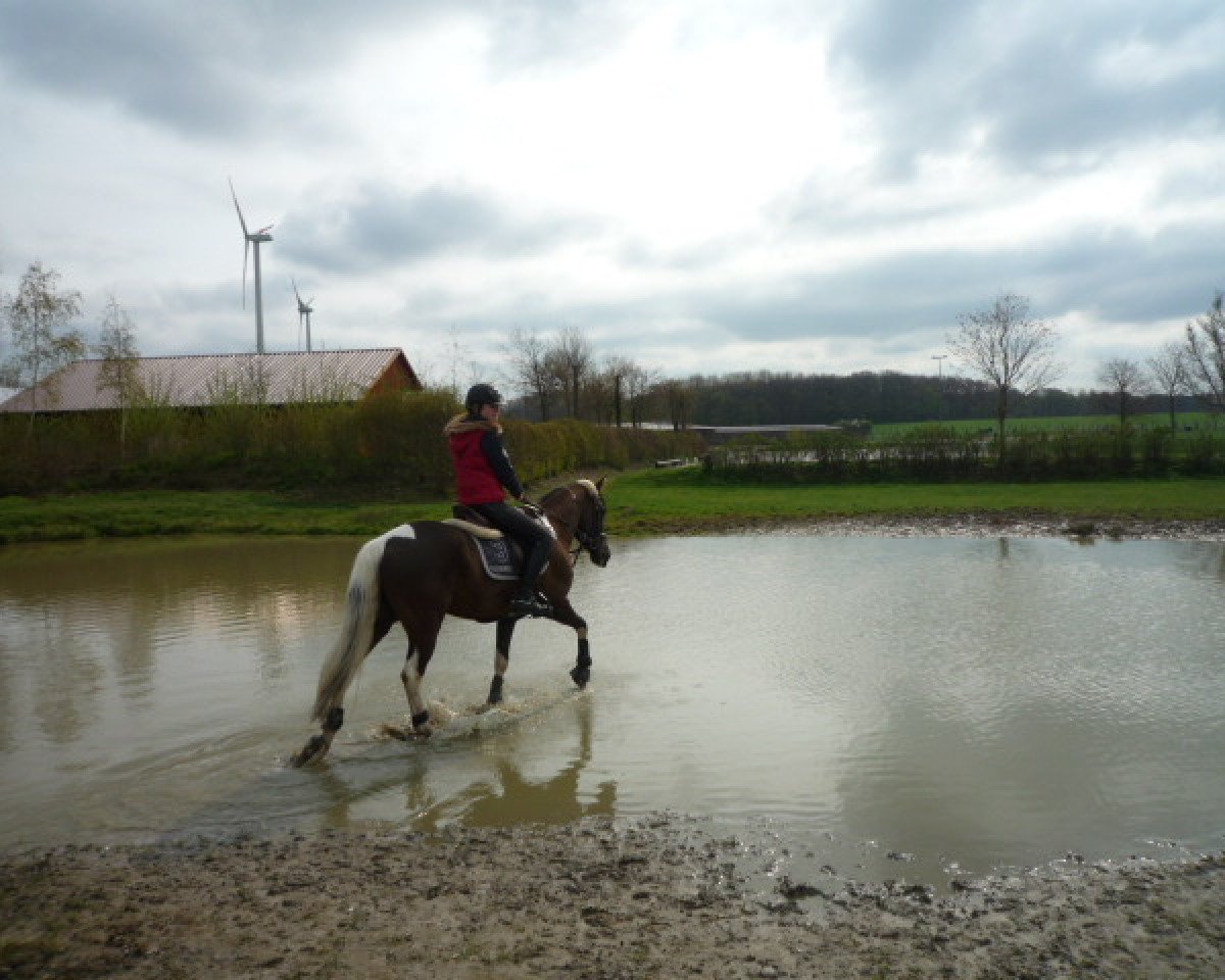 Springpferd Nico (Deutsches Reitpony, 2004, von Heidbergs Nancho Nova)