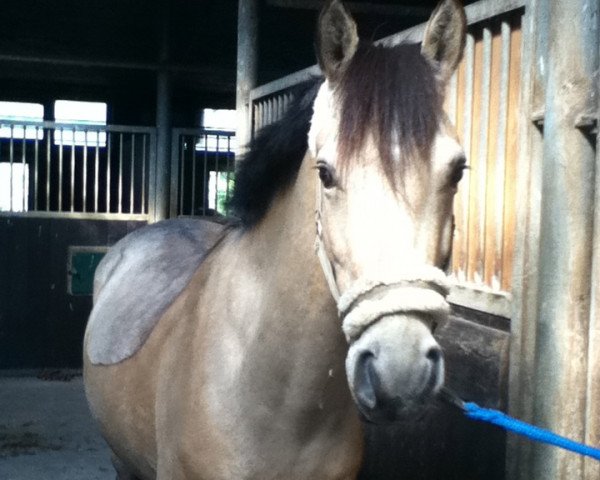 dressage horse Macciato S (German Riding Pony, 2006, from Marinello)