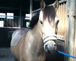 dressage horse Macciato S (German Riding Pony, 2006, from Marinello)