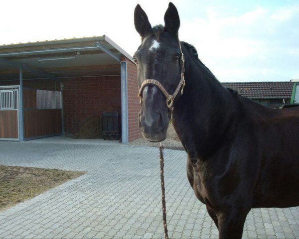 horse Dynastie (Rhinelander, 1993, from Domburg)