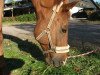 jumper Cordillio (Hanoverian, 2002, from Cordoba)