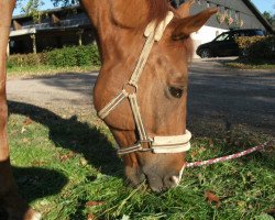 jumper Cordillio (Hanoverian, 2002, from Cordoba)