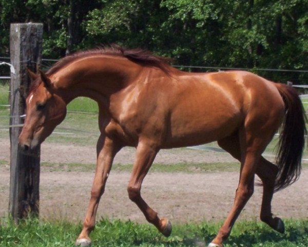 Pferd Bolero (Österreichisches Warmblut, 1997, von Bajazzo)