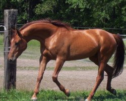 Pferd Bolero (Österreichisches Warmblut, 1997, von Bajazzo)