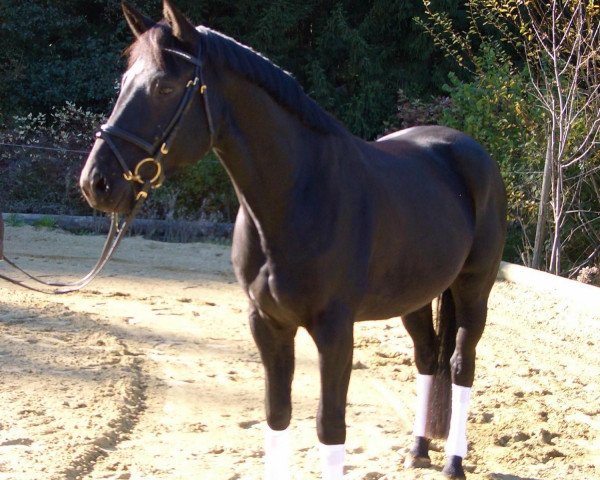 horse Diego S (Württemberger, 2003)