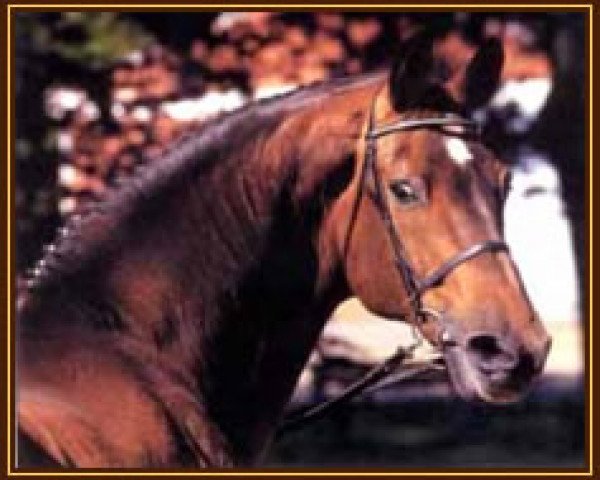 Pferd Caletto II (Holsteiner, 1978, von Cor de la Bryère)