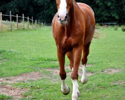 dressage horse Jago (KWPN (Royal Dutch Sporthorse), 1994, from Jappeloupe)