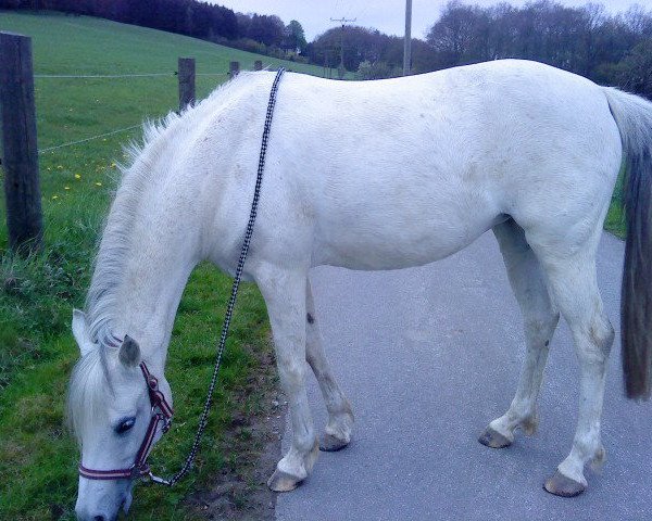 Pferd Geannie (Deutsches Reitpony, 1999, von Golden Dancer)