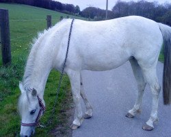 horse Geannie (German Riding Pony, 1999, from Golden Dancer)