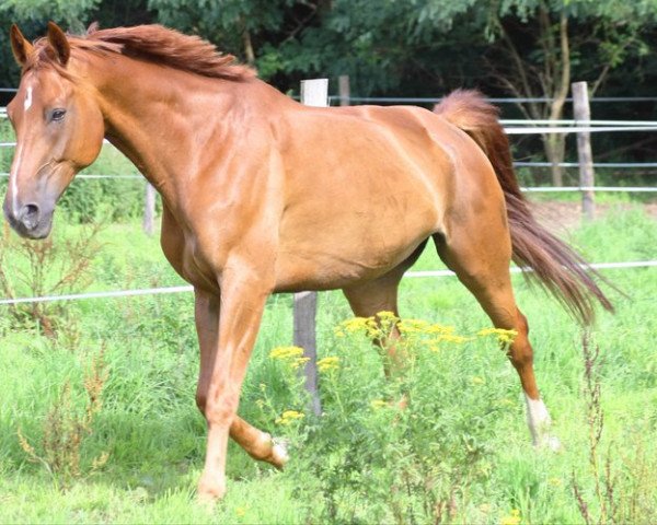 Springpferd Windsor (Sachse, 2000, von Wanderfürst)