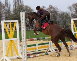 jumper Fandango (Westphalian, 2007, from Floresco NRW)