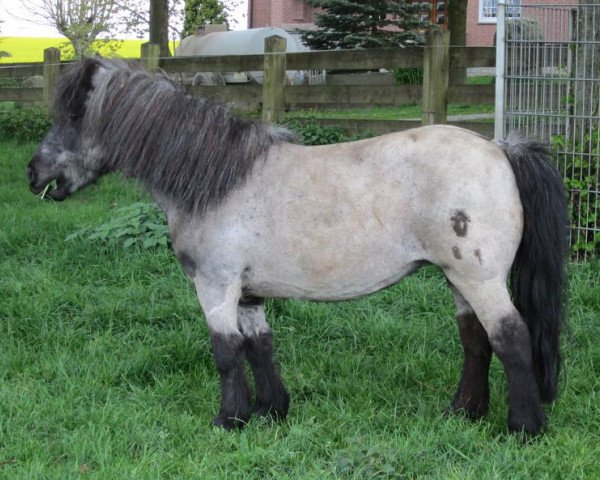 Pferd Liviana (Shetland Pony, 1996, von Tobias)